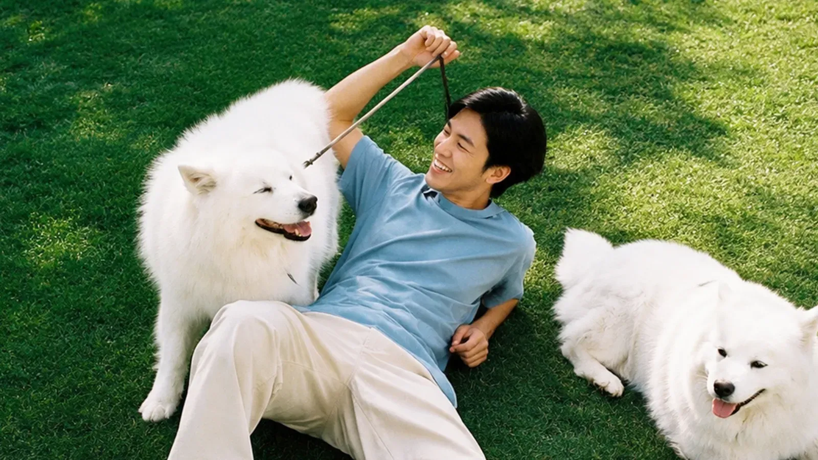 Paw Paradise